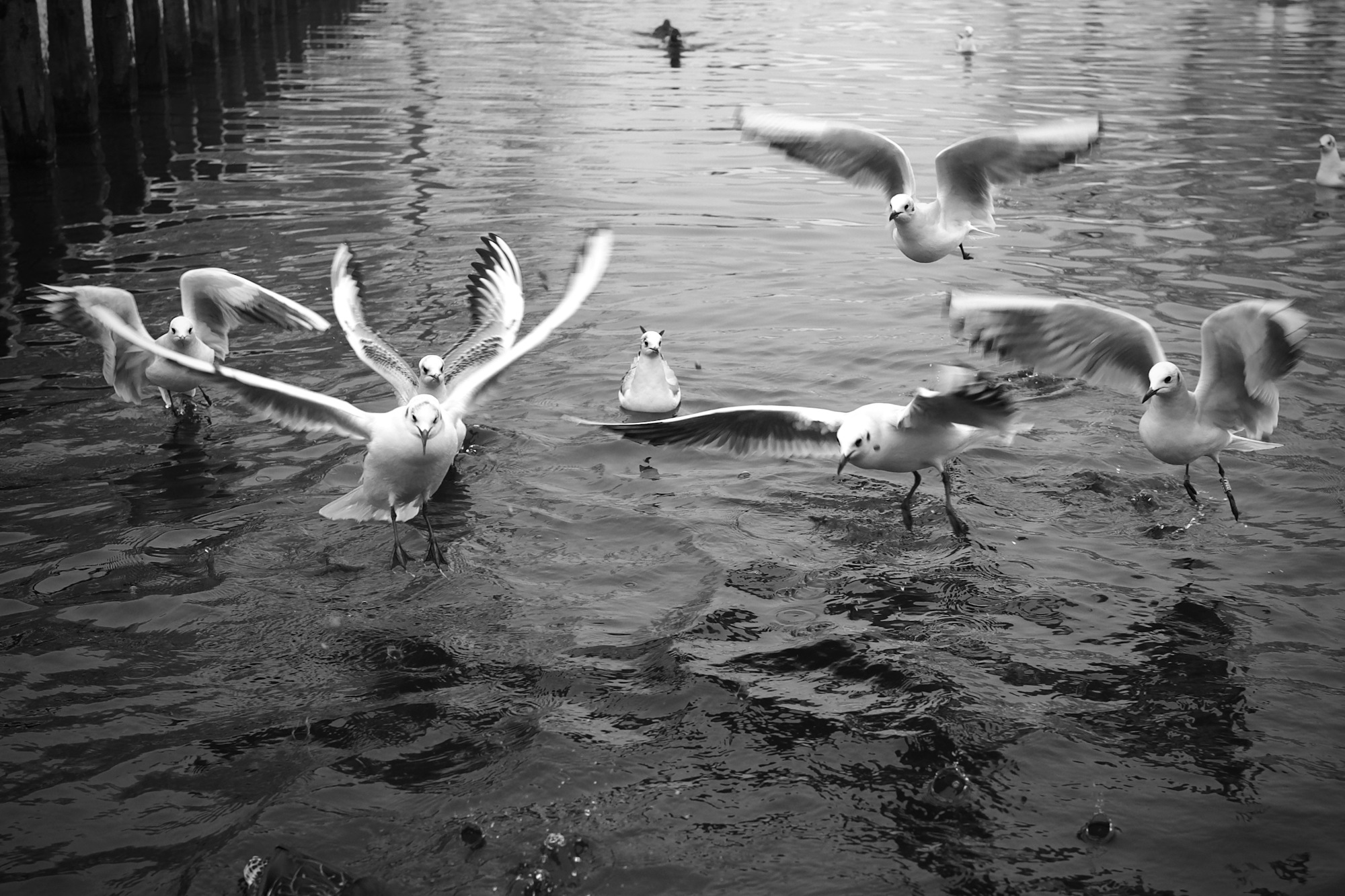 Roundhay Park, Leeds